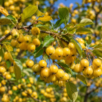 Okrasná jabloň (Malus) ´GOLDEN HORNET´ - výška 100-120 cm, kont. C5L